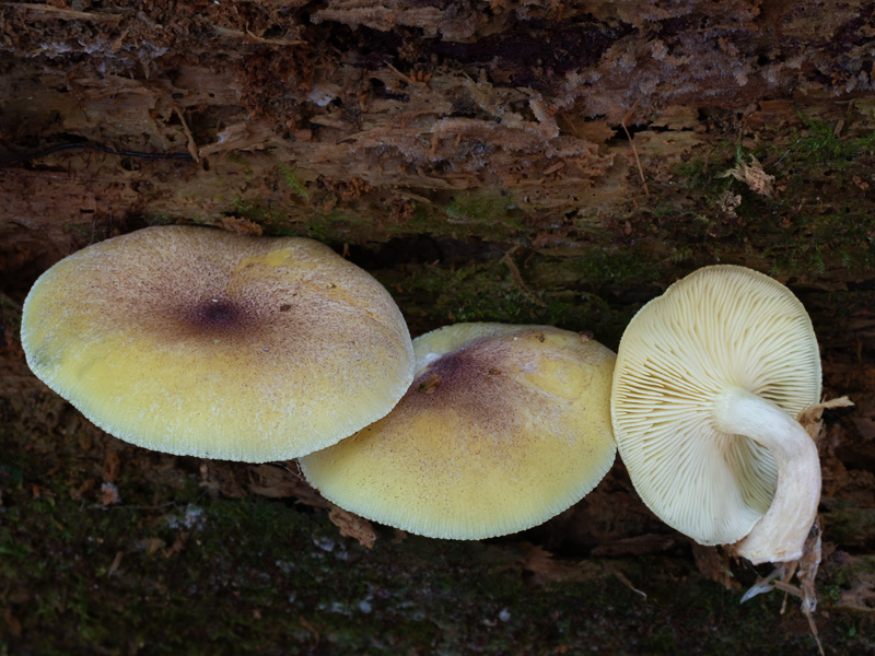 Tricholomopsis flammula